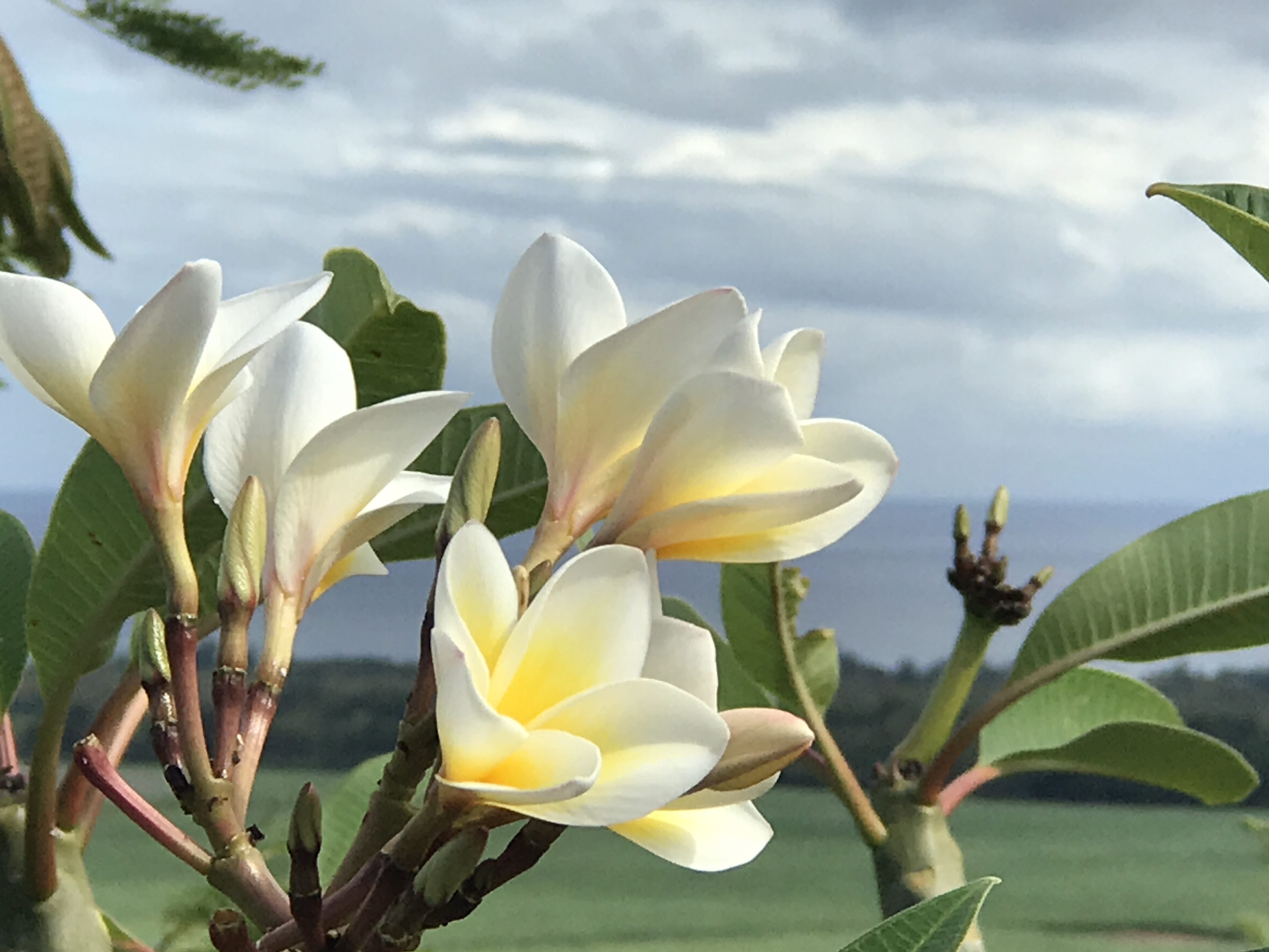 Frangipani